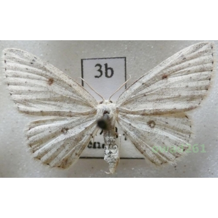 Cyclophora pendularia (Clerck, 1759) Czech3b